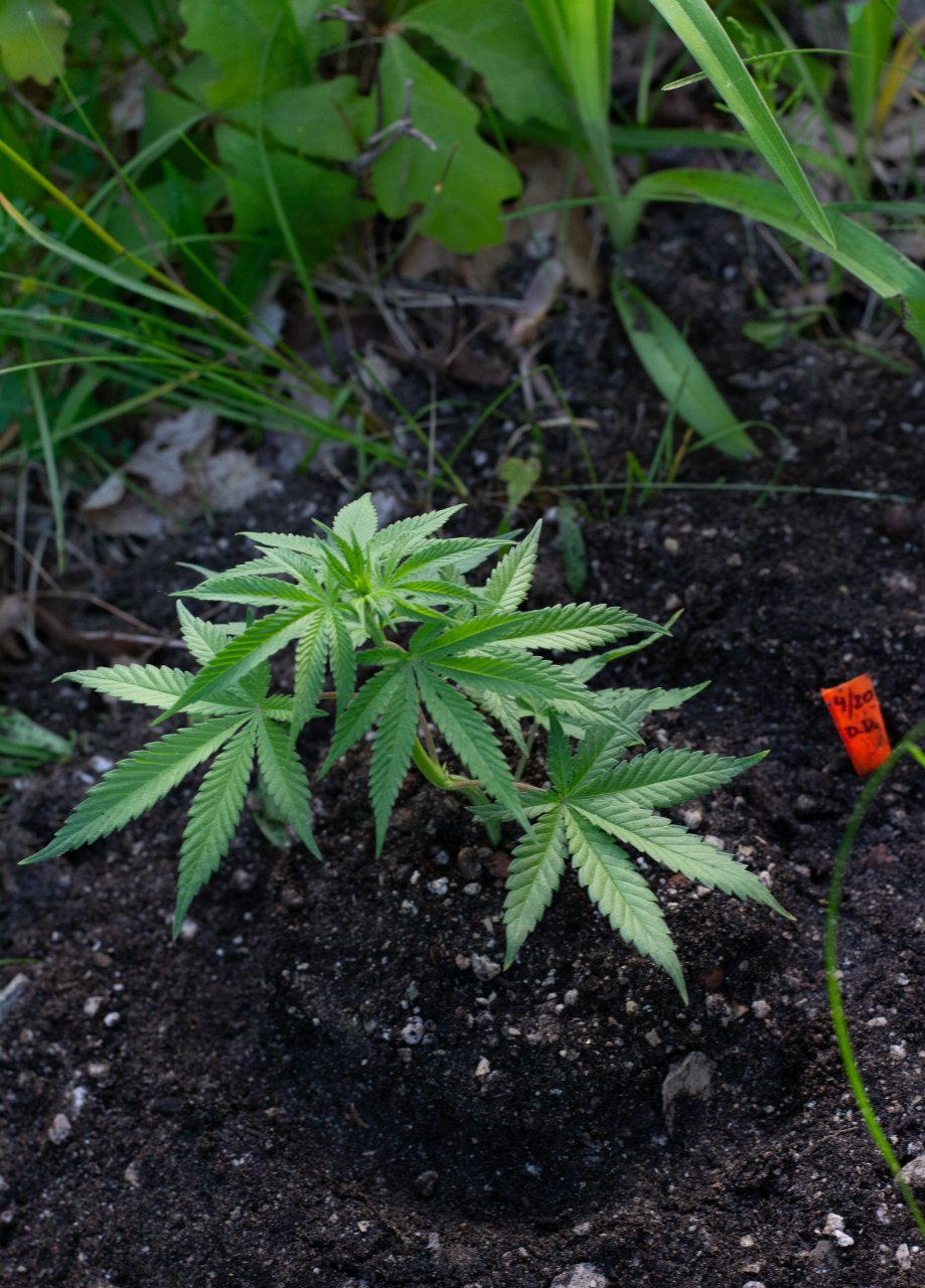 Outdoor plants update-6.jpg