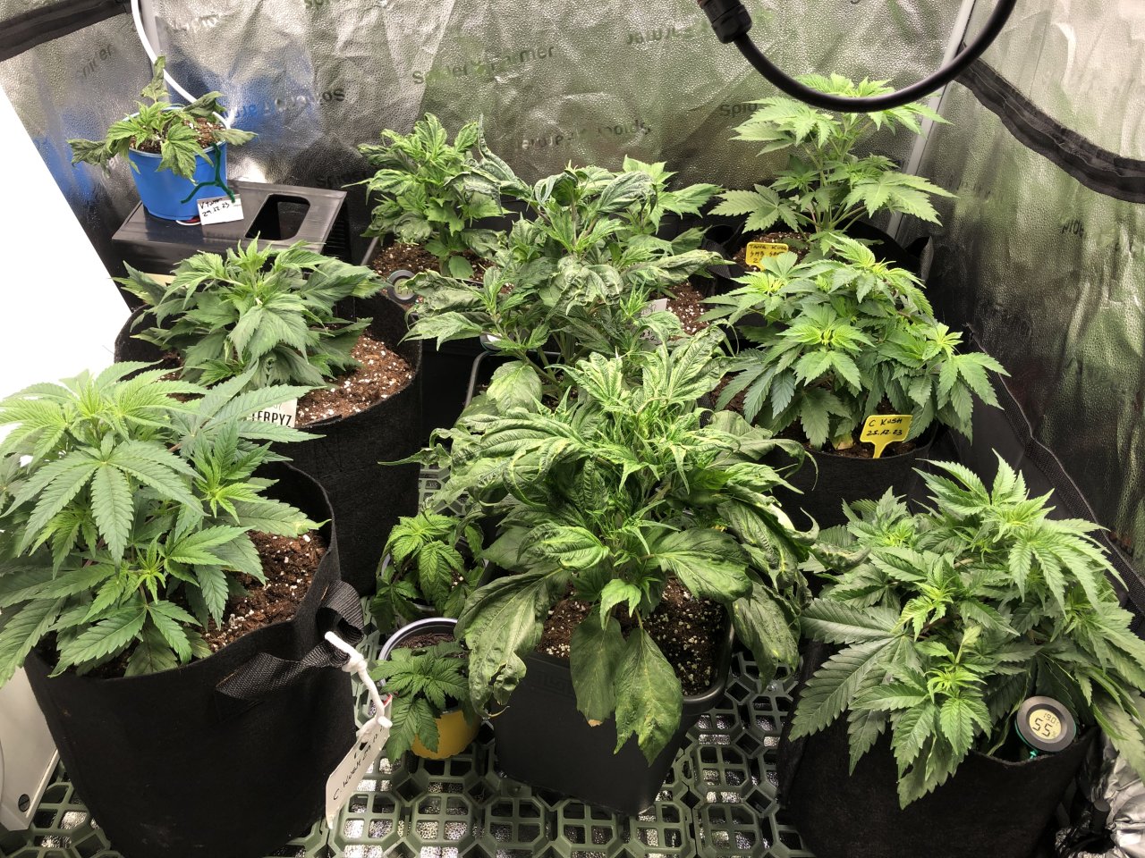 Overview - day 37 since seeded - Kush and Mutations