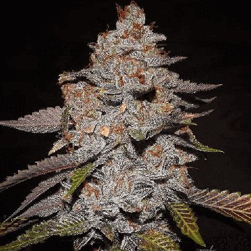 phone-homebodhi-cannabisseeds-hanfsamen-weed.jpg
