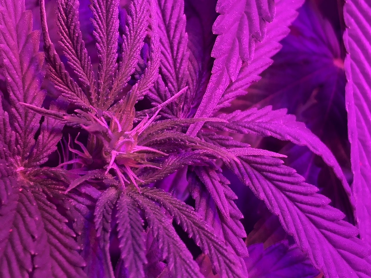Pistils coming out