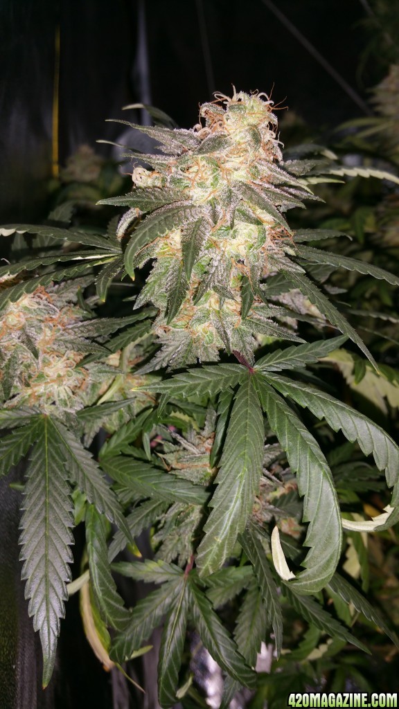 Pretty Bud on Plant 6