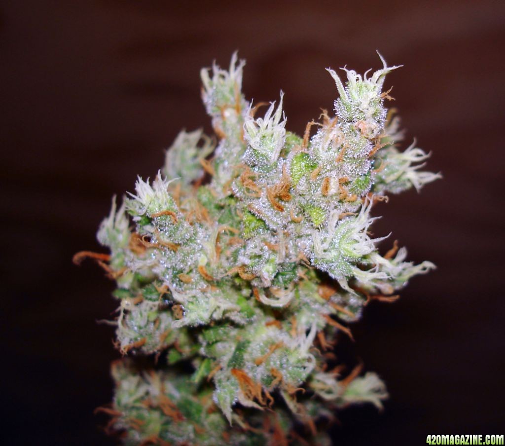 purp_cindy_harvested_buds3