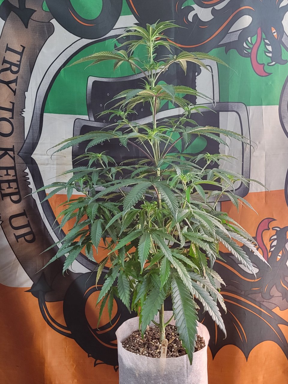 Purple Ghost Candy #1 Day 6 flower
