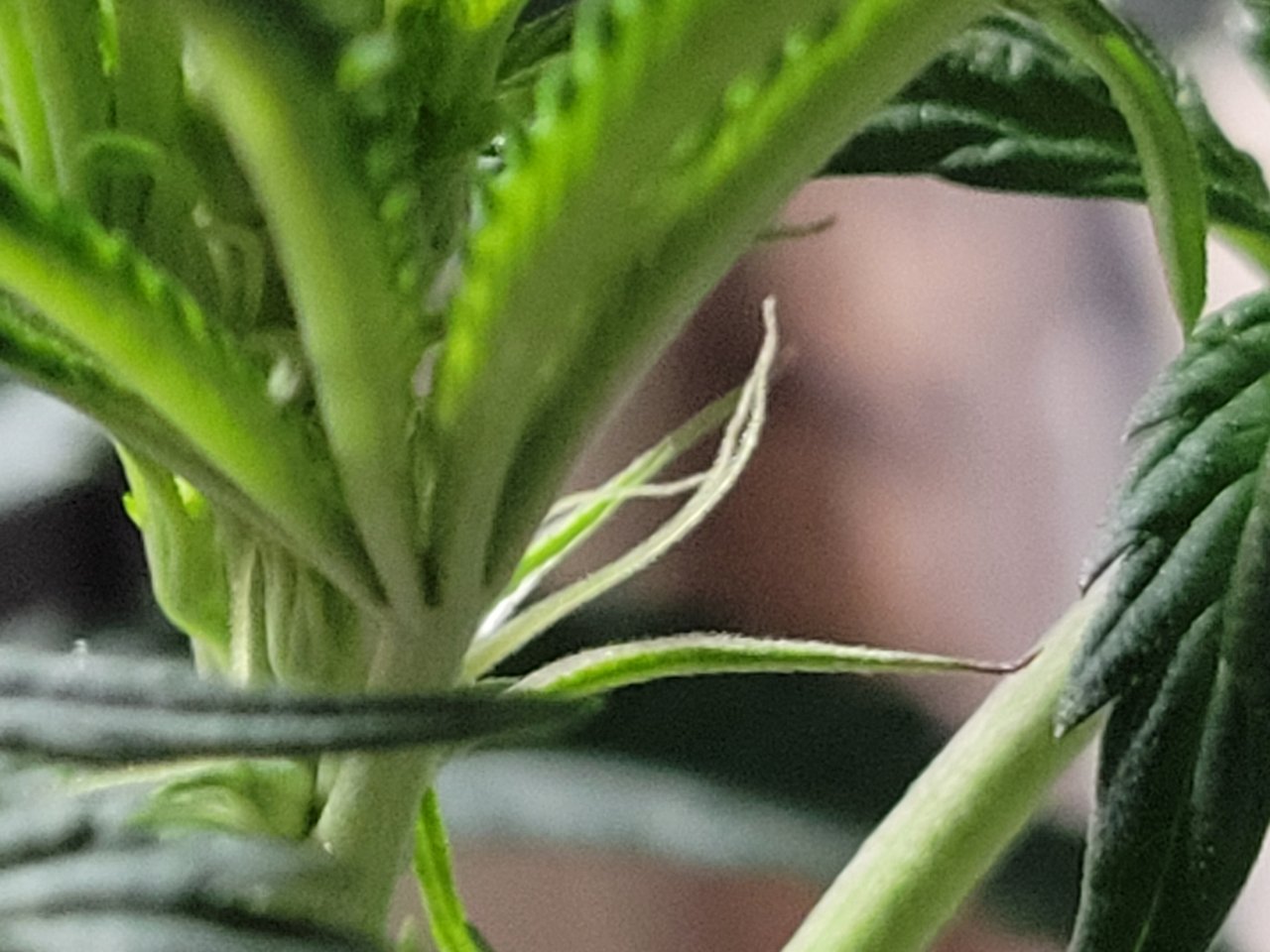Purple Ghost Candy #1 day 6 flowering - pre flower