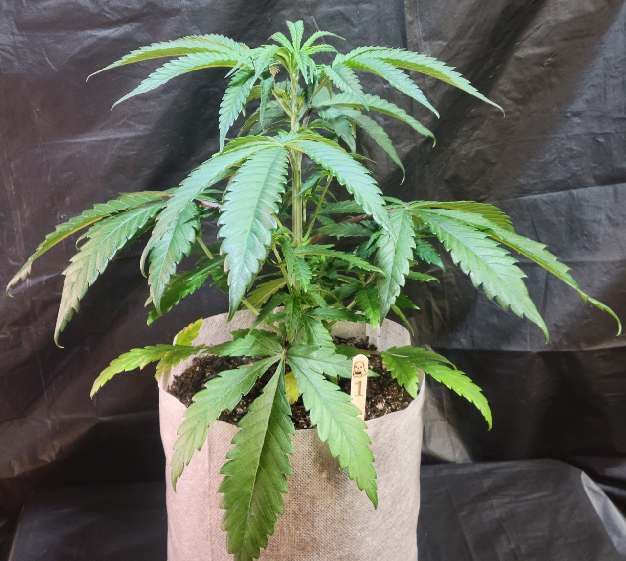 Purple Ghost Candy #1 front day 41