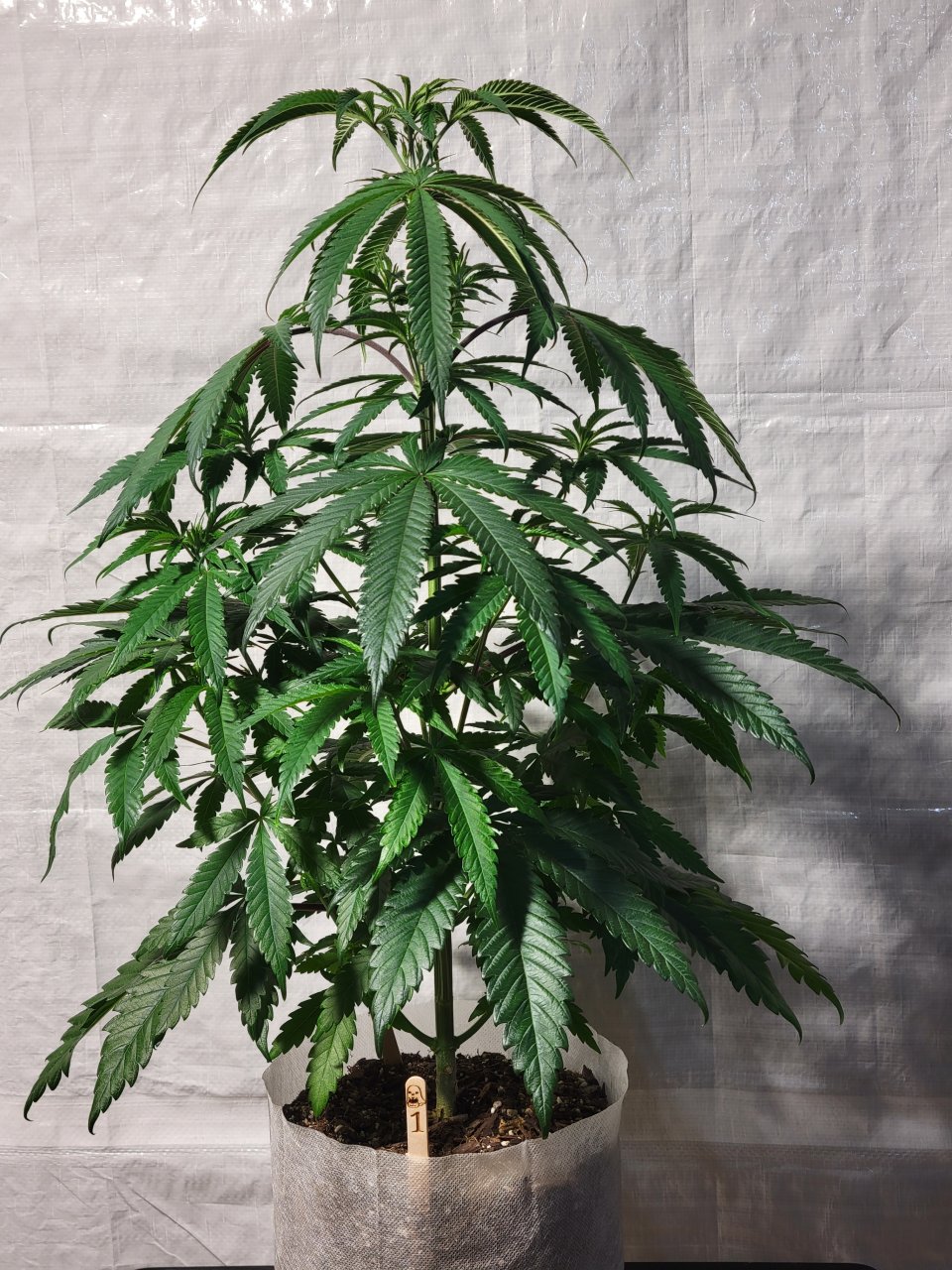 Purple Ghost Candy #1 front day 59