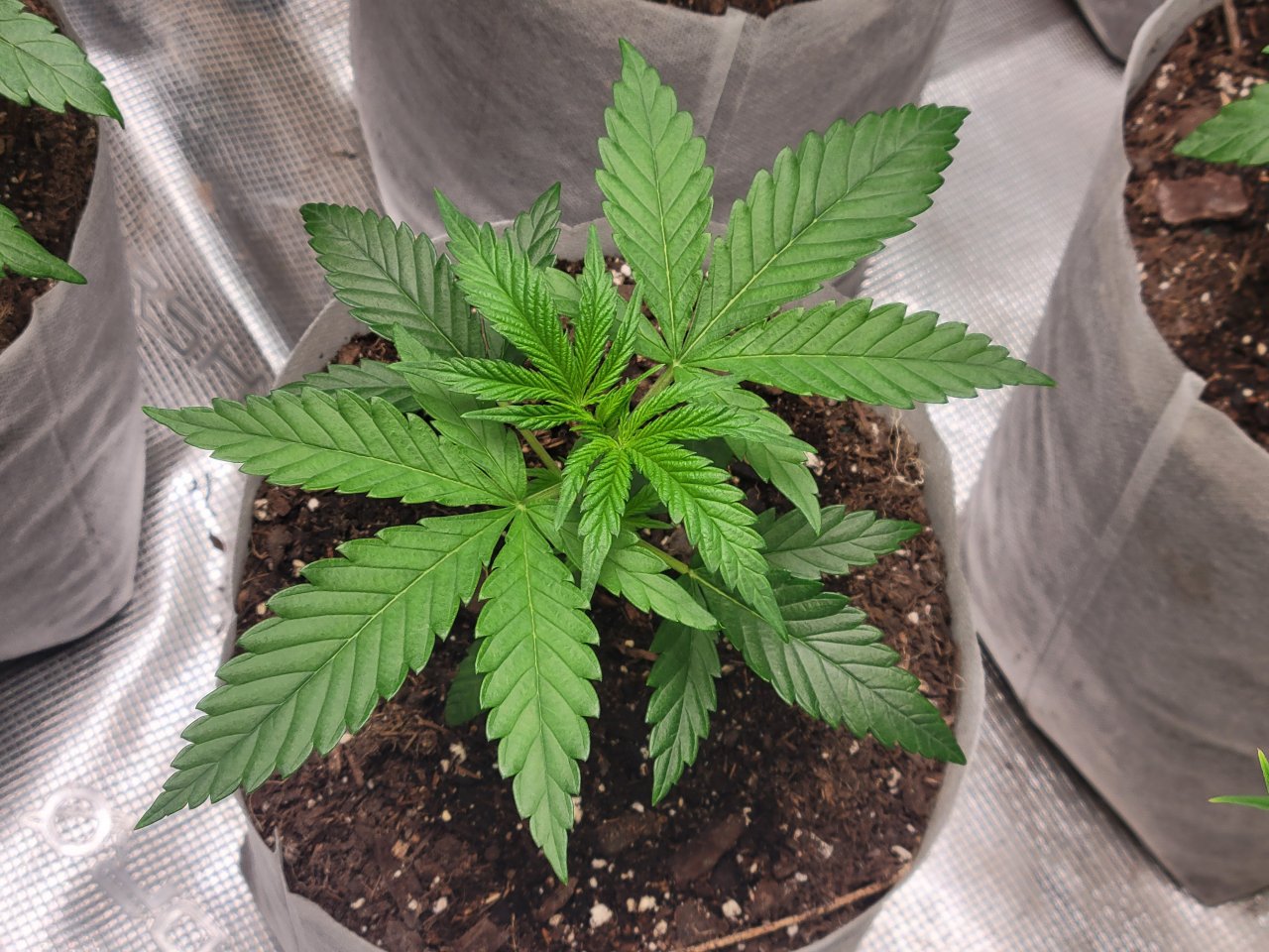 Purple Ghost Candy #2 day 30