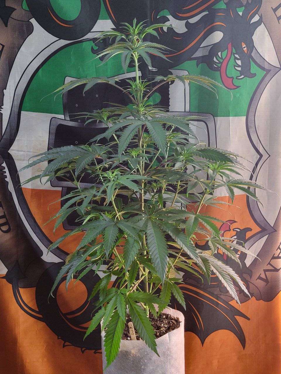 Purple Ghost Candy #2 Day 6 flower