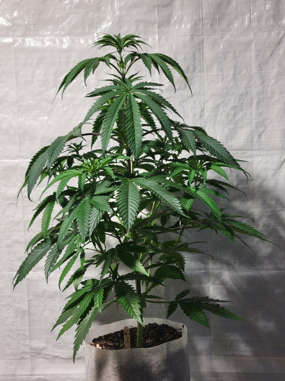 Purple Ghost Candy #2 front day 59