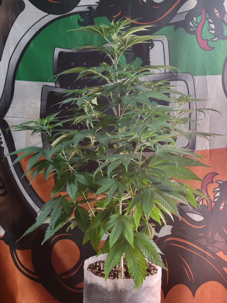 Purple Ghost Candy #3 day 6 flower
