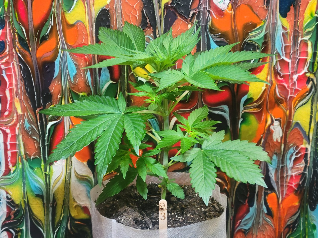 Purple Ghost Candy #3 front day 37