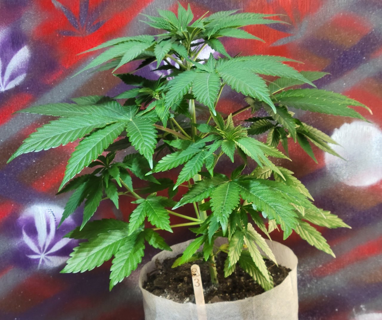 Purple Ghost Candy #3 front day 45