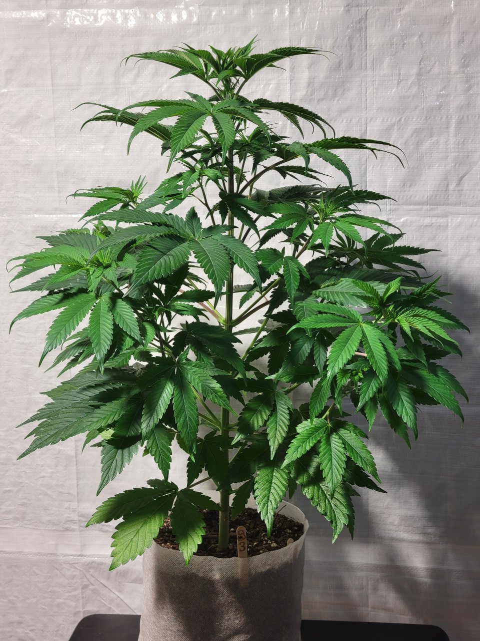Purple Ghost Candy #3 front day 59