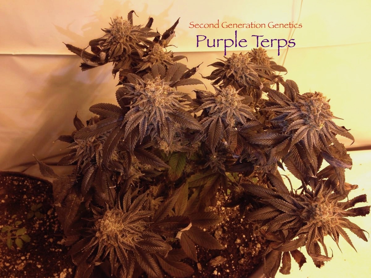 purple terps 6.jpg
