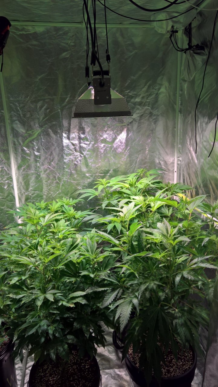 Right side of tent, :3 days from flip