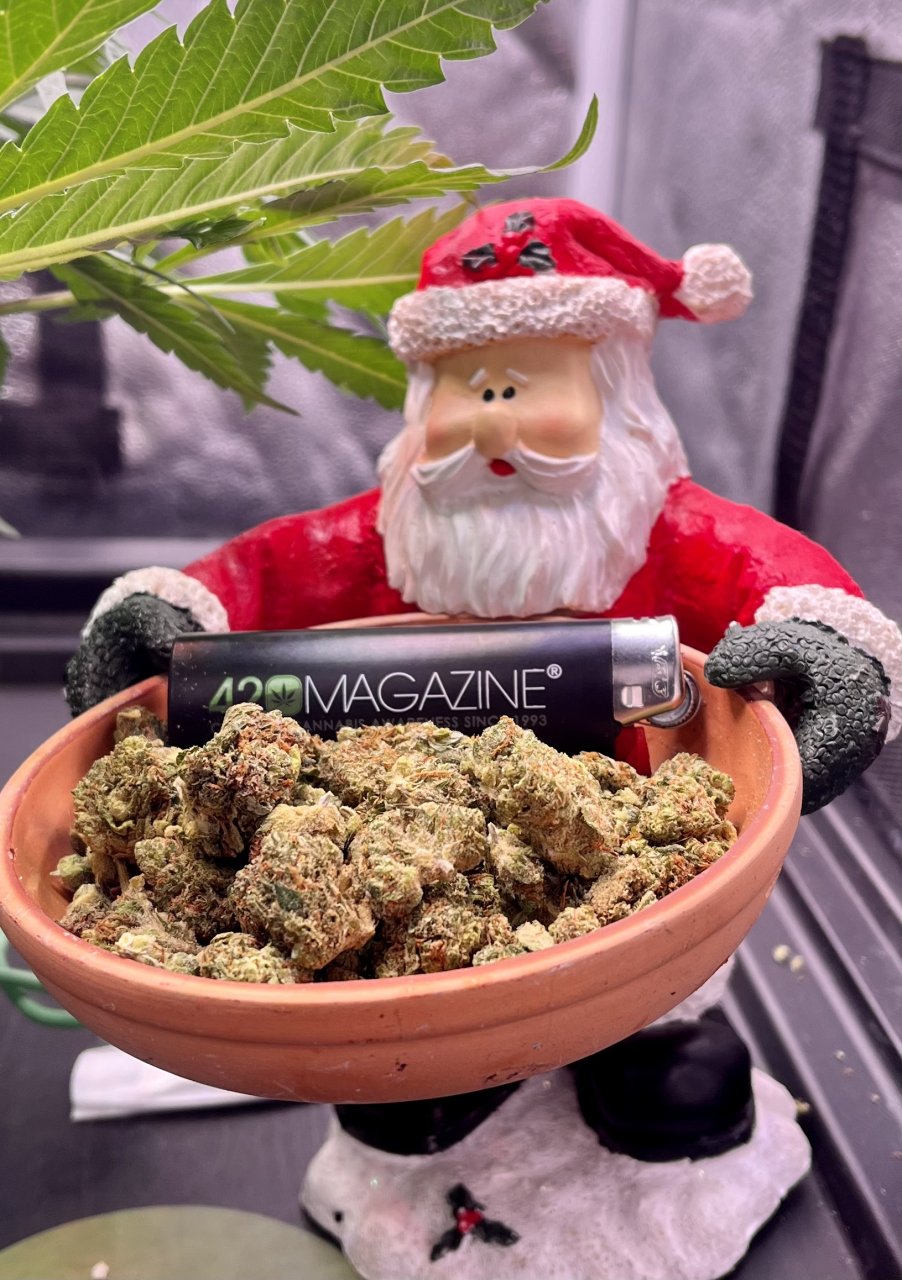 Santa putting gifts under the Black Sugar Tree