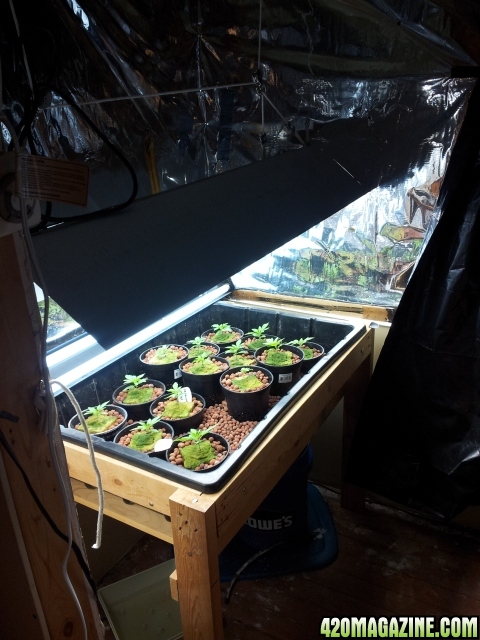 Seedlings under DIY T5 HO 6 bulb fixture