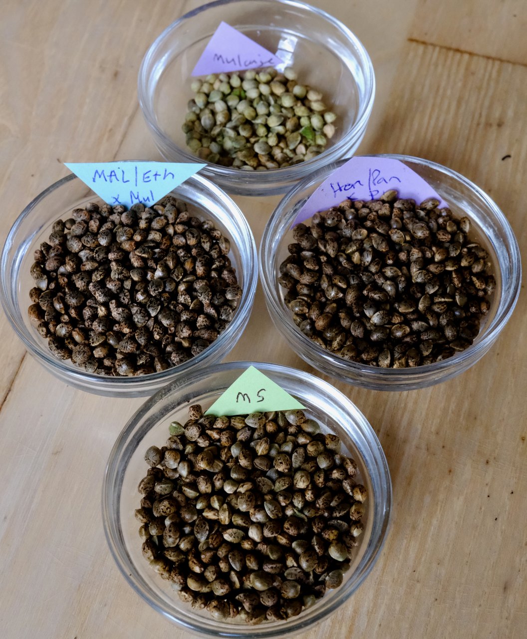 Seeds harvested from selective pollination with Mulanje pollen