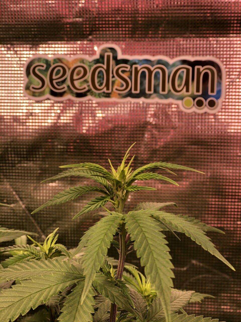 seedsmanbud.jpeg