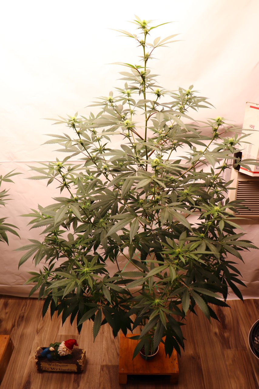 Solo Cup Project/Phase 3-Gorilla Bomb Feminized #2/Day 17 of Flowering-8/18/23