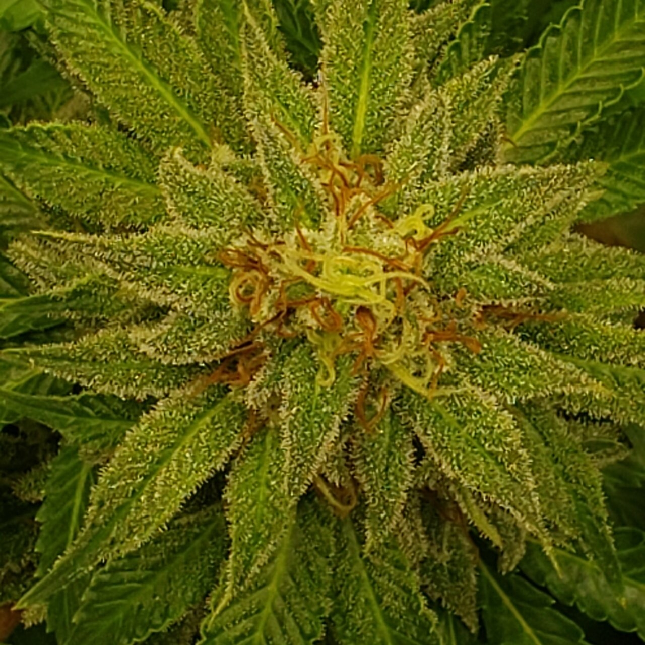 Special Queen #1 from above