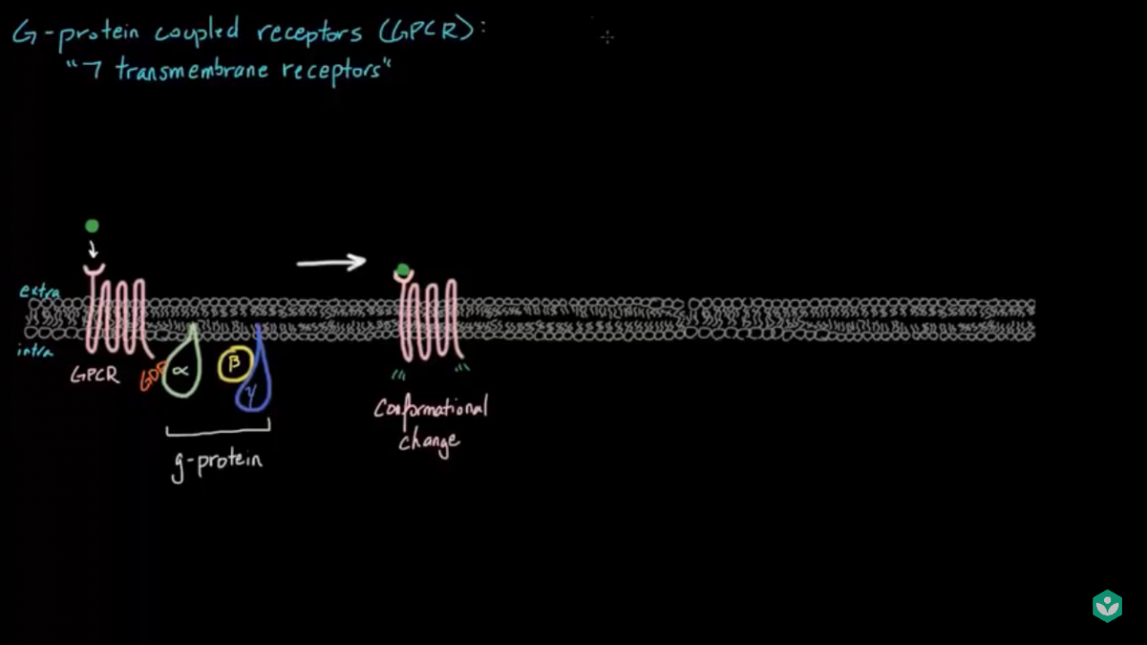 The ligand bonds and causes a conformational change in the receptor