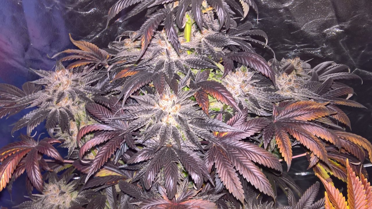 The purple heart of the Gelat OG beast Wk 12 Day1