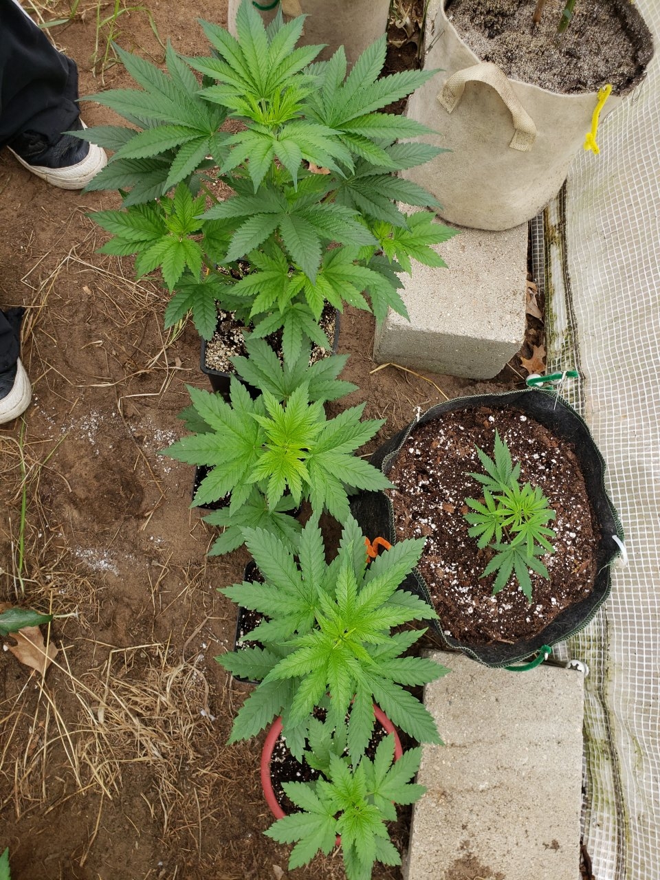 Top view Ultradogs an mystery clone in cloth pot