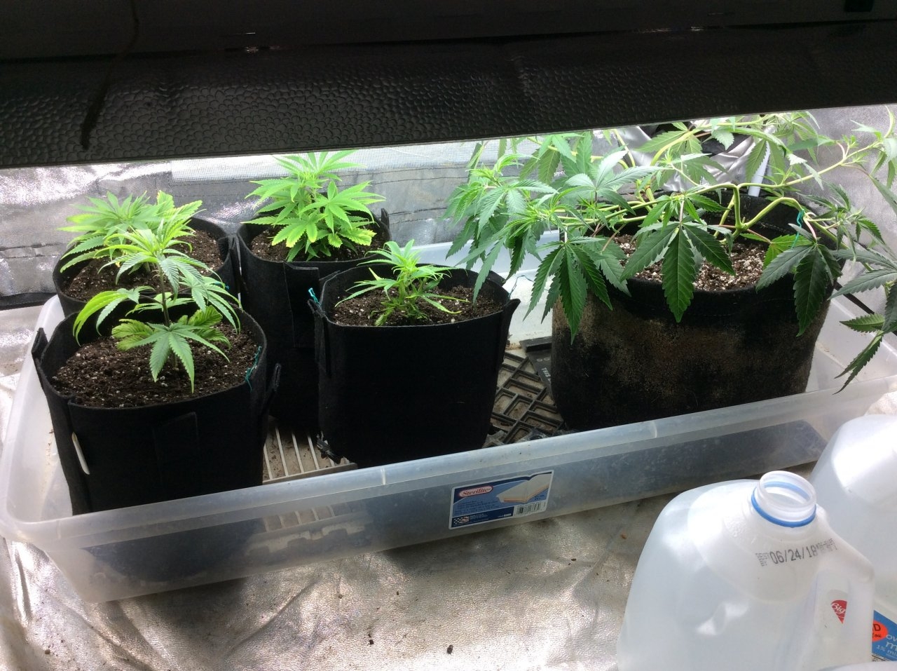 Veg. Room. 4 tops from original plants and one still in 3 gal. Bag. Haven’t completely made up my mind yet., as to what next move is. Ten weeks is a long time to wait, something new for me.162D60B3-8FEA-41DA-B5DB-1CDFA855921D.jpeg