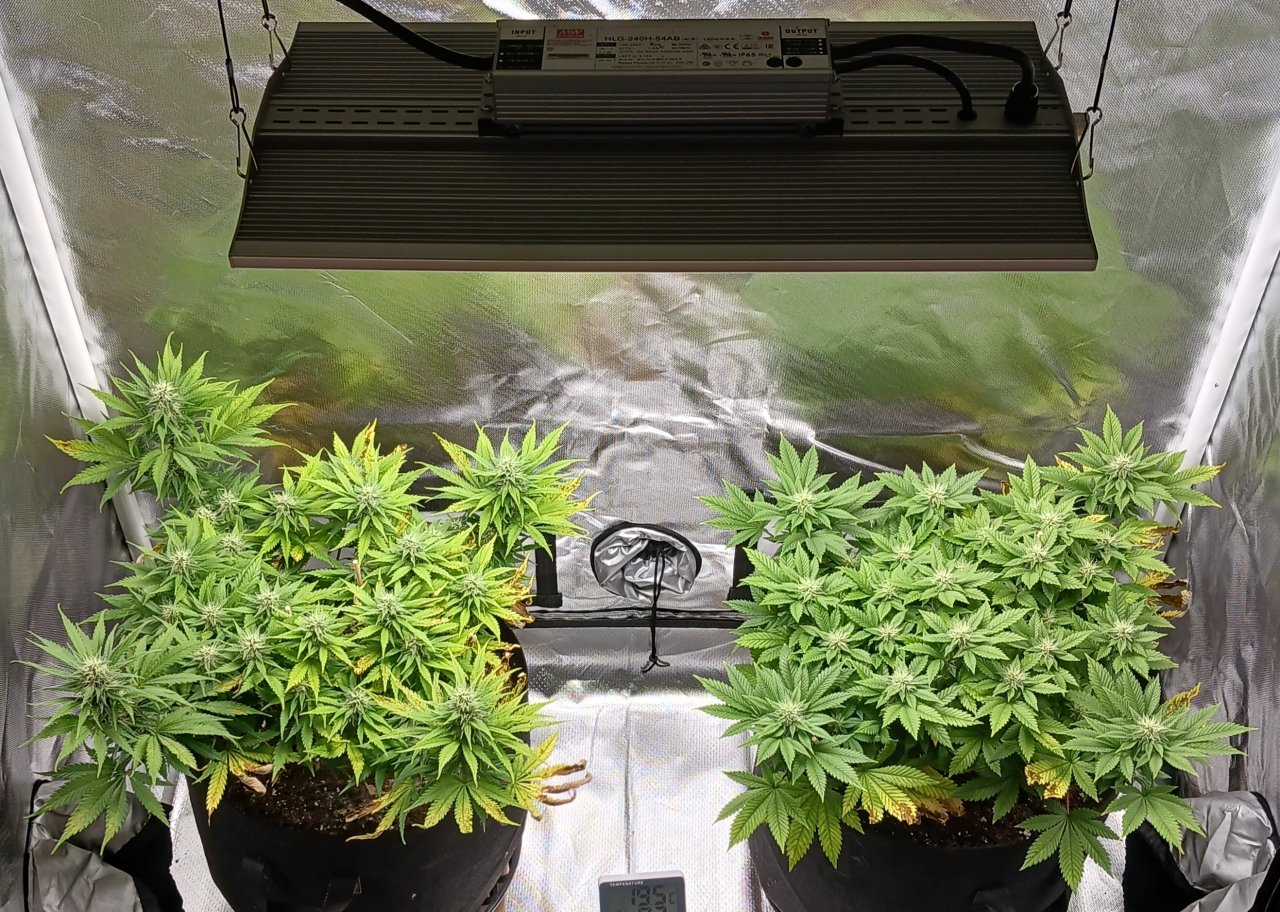 Viparspectra Grow 10 March 2023.jpg