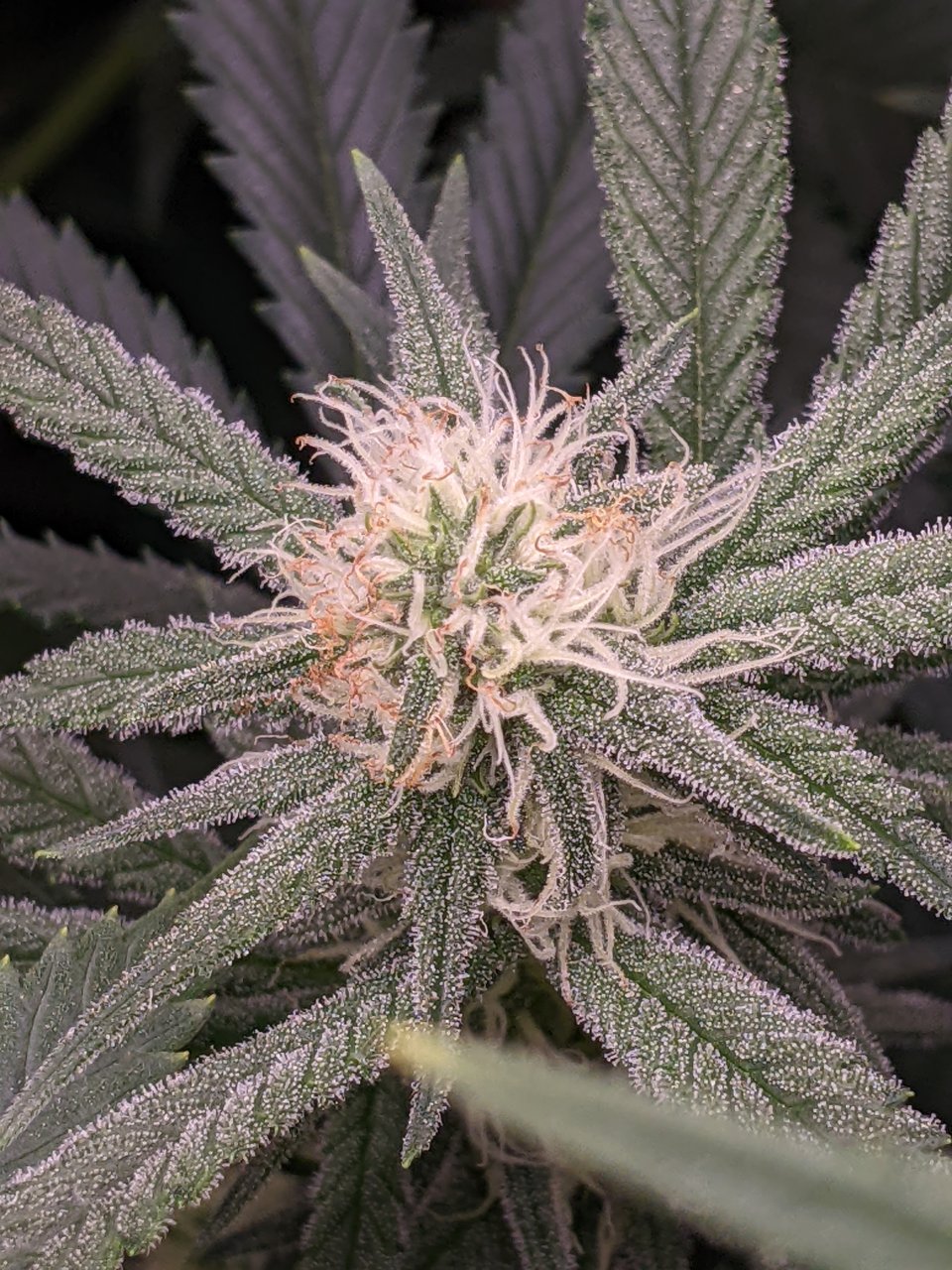 Week 3 flower - Grandmommy Purple - Herbies seeds