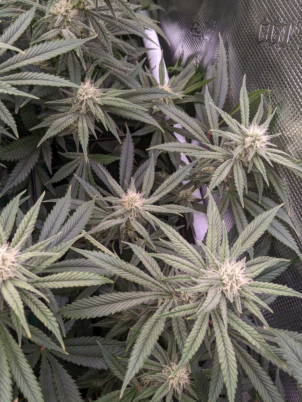 Week 3 flower - Grandmommy Purple - Herbies seeds