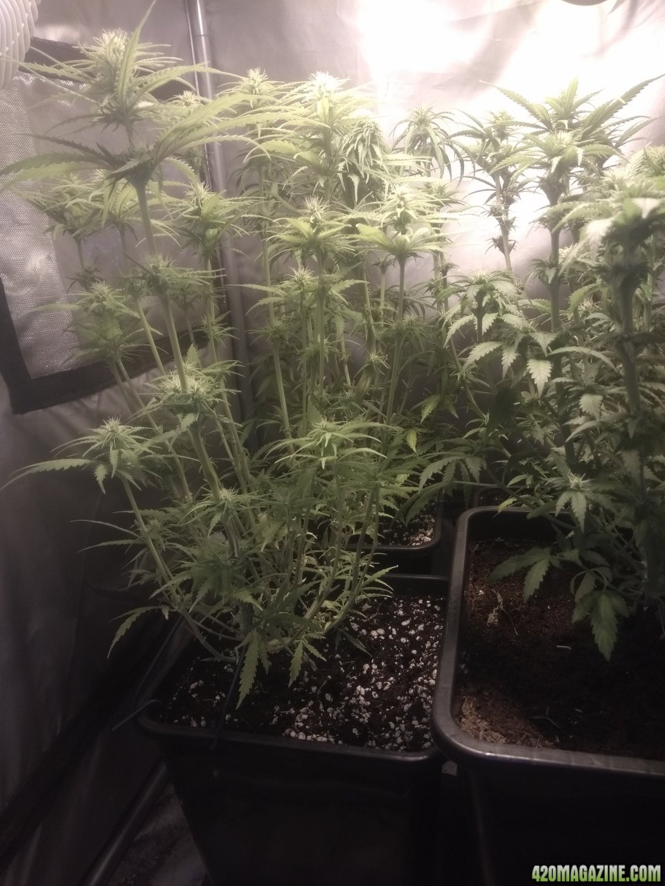 Week 3 through the branches