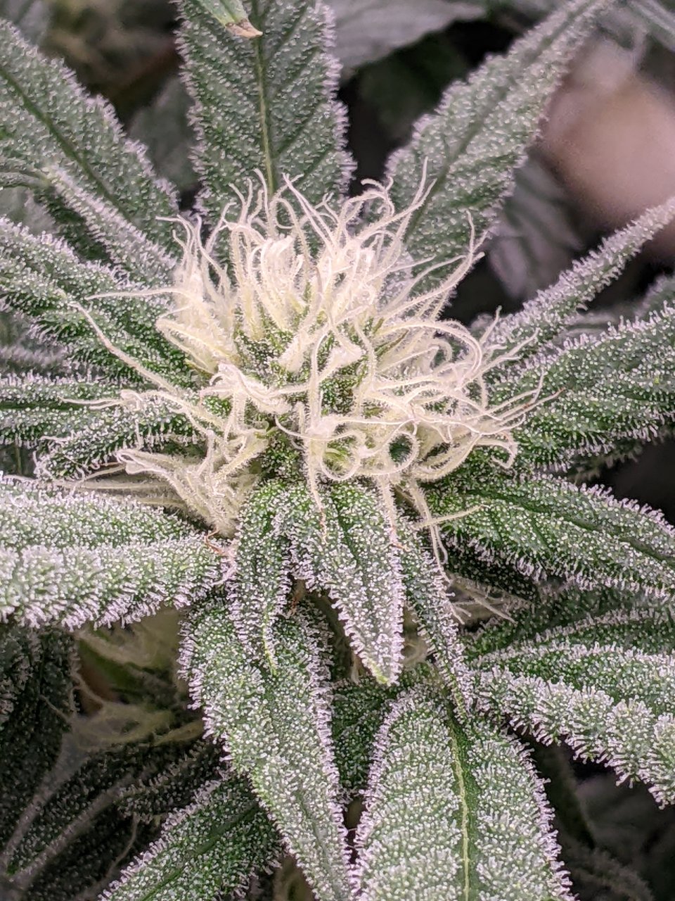 Week 4 flower - Grandmommy Purple - Herbies seeds