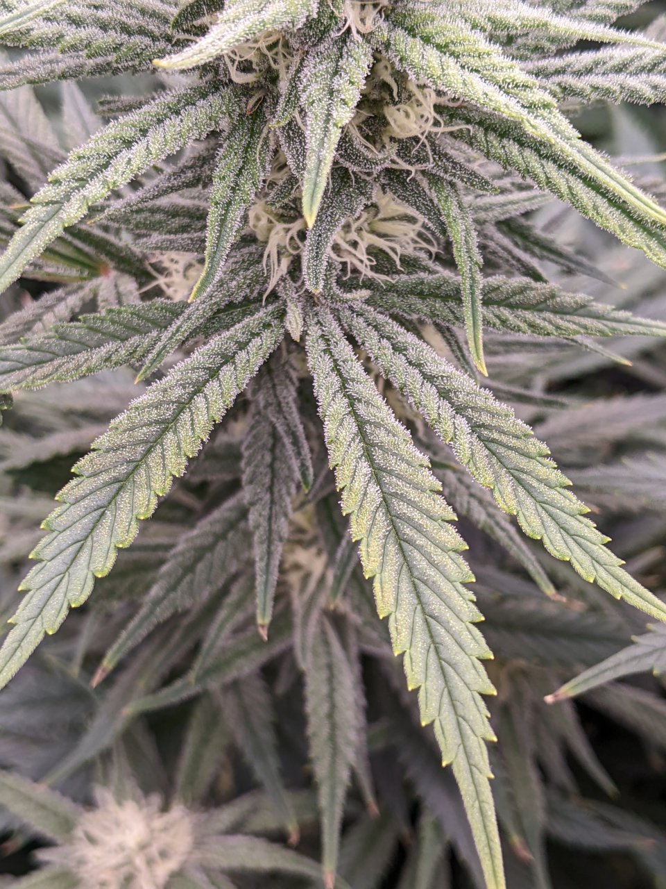 Week 4 flower - Grandmommy Purple