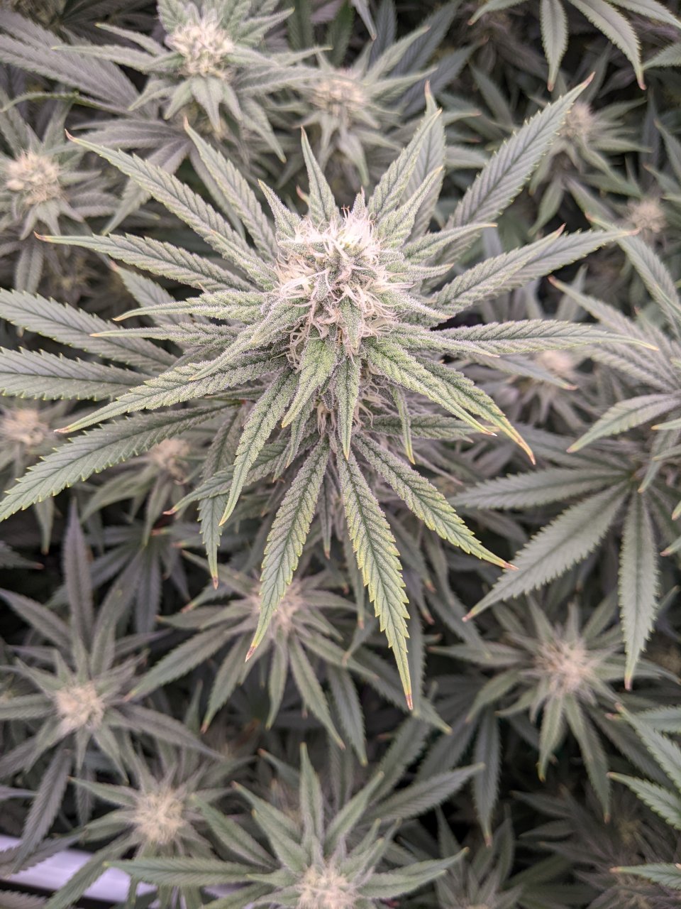Week 5 Flower - Grandmommy Purple