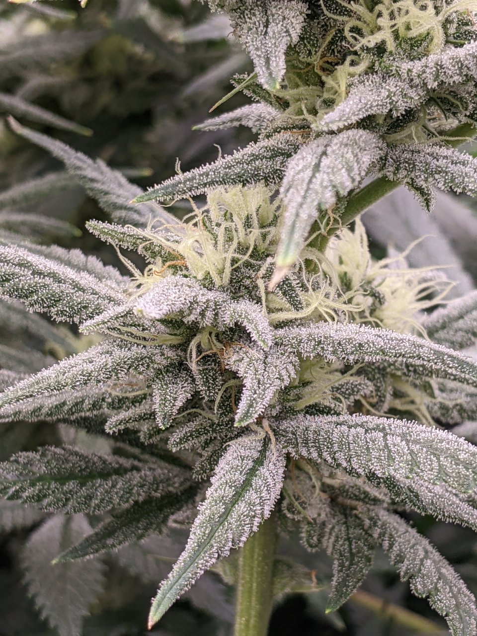 Week 5 flower - Grandmommy Purple