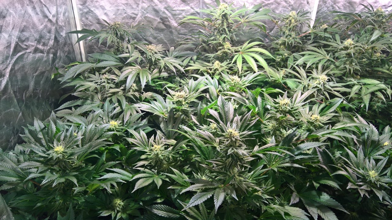 Week 5 , right of tent.
