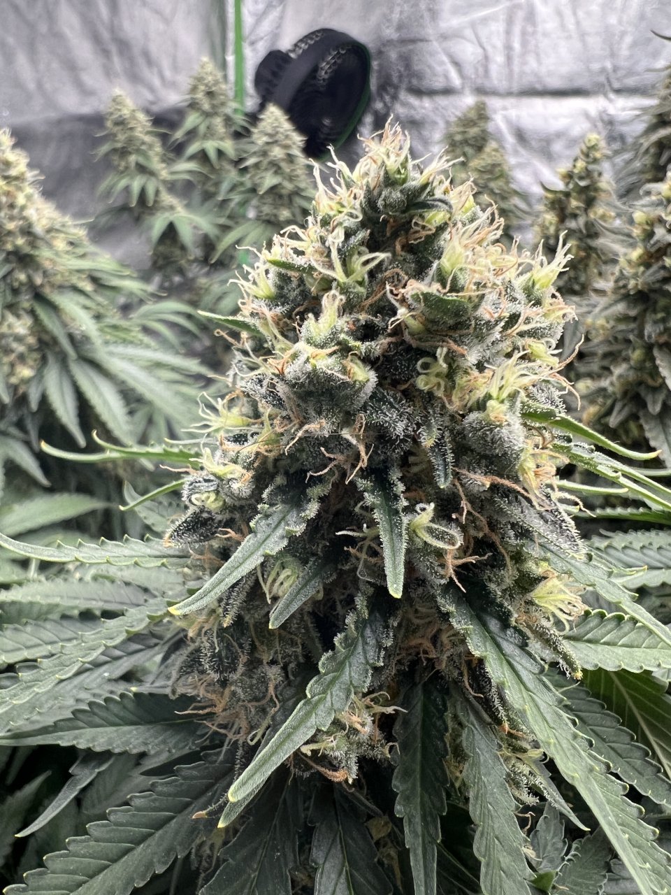 WG flower Day 80 and day 52 of flower (week 7.5)