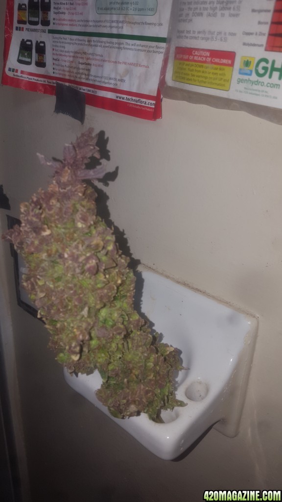 White cheese auto with purple color