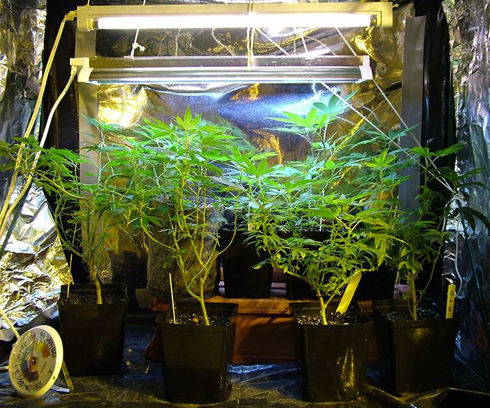 cannabis growing laws in Washington