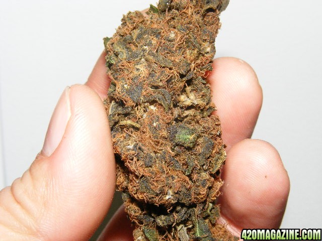 Water Cured Bud