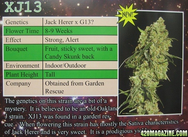 I hear Blue Sky's XJ13 is something Jack Herer crossed with G13