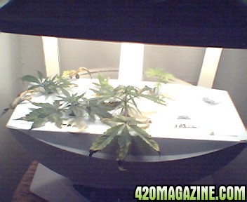 aerogarden cannabis icon