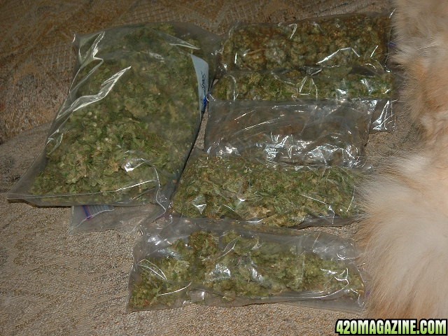 ounce of weed in bag. big ag and all his little