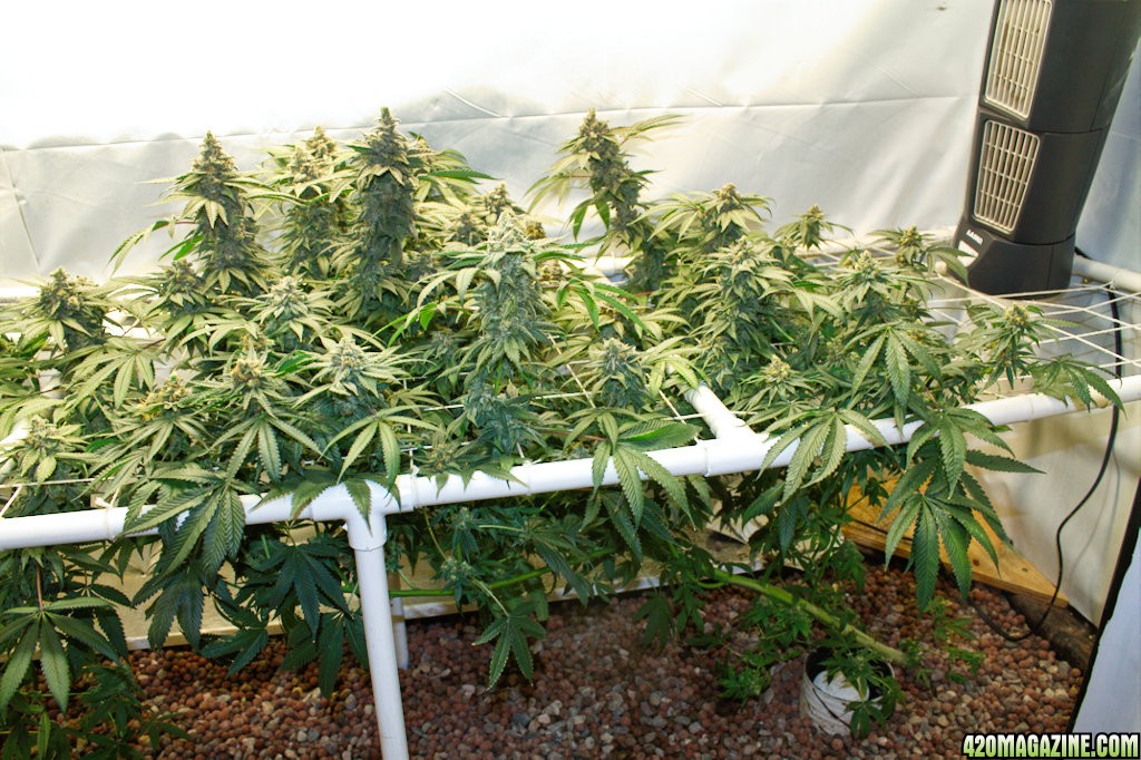 Learn to aquaponic: Aquaponic system cannabis