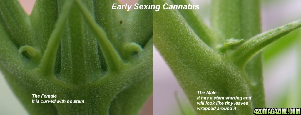 How To Tell The Sex Of A Pot Plant 28