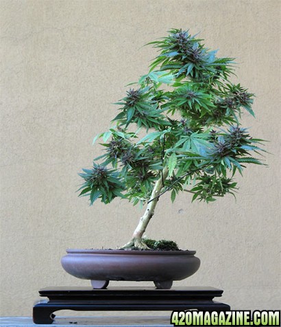 Bonsai Plant on Last Edited By 420 Girl  05 21 2009 At 11 59 Am   Reason  Uploaded