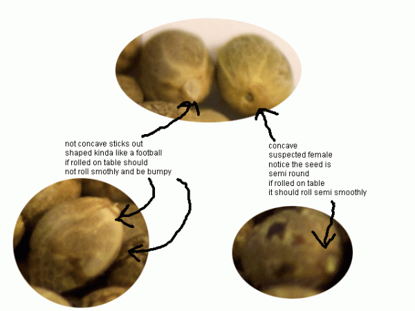 Female Seed Chart