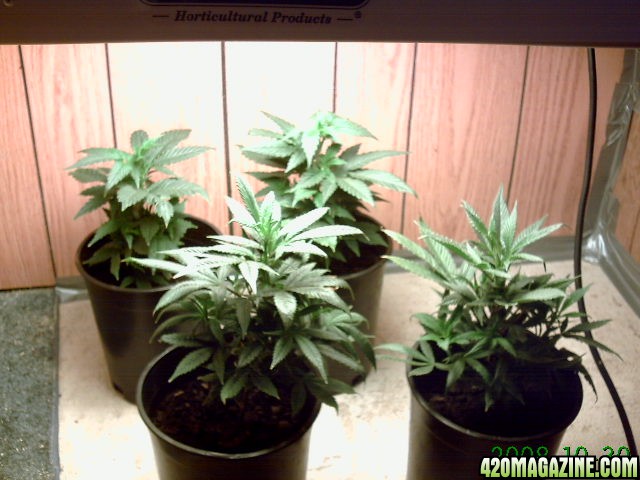 What Cfls For Growing Weed